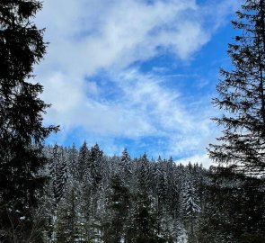 Views of the surrounding forests