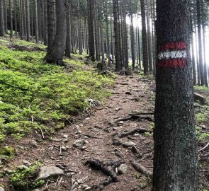 Forest path under the cable car