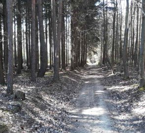 Lesní cesta a žlutá značka směrem do Hříměždic