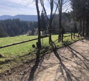 Wide dirt road on the blue trail