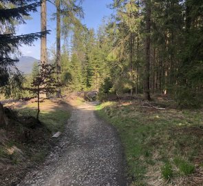 Široká lesní cesta na modré značce směrem na Bílý Kříž