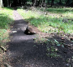 Cestou na horu Velký Tříbeč na Slovensku