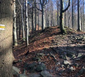 On the way to Lysá hora along the yellow trail