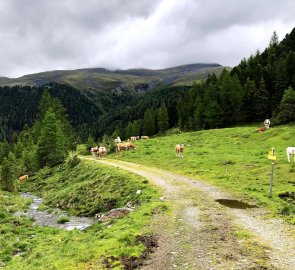 Všudy přítomné pasoucí se krávy - pozor na býky