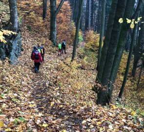 Forest path from Branná - nature trail Under the bird plain