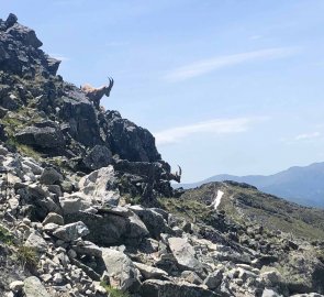 Mountain goats on a rocky ridge