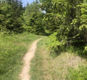 Forest path near Sulov and Bílý Kříž