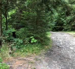 Forest paved path on the return yellow marker