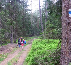 Lesní cesta na modré zančce směrem na hrad Landštejn