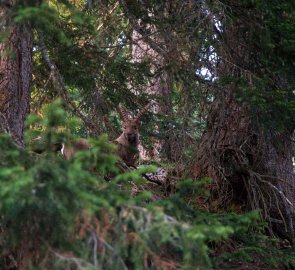 Potkali jsme i kozorožce alpského