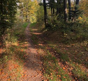 Forest path towards Tanečnici