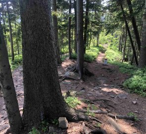 Forest path towards Klokočov