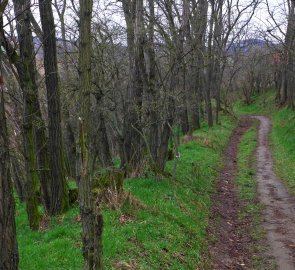 Cesta je za mokra hlavně v lese kluzká (vyzkoušeno)