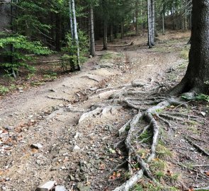 Forest path towards Tanečnici