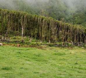 Pasoucí se krávy jsou všude kolem při treku k jezeru Poço das Patas na ostrově Flores