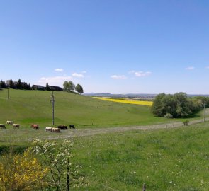 Bezstarostně se pasoucí steaky okolo cesty