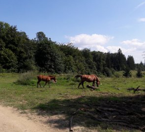 U silnice v okolí vesnic potkáte krávy, koně, ovce, kozy i vyhlášené banátské psy