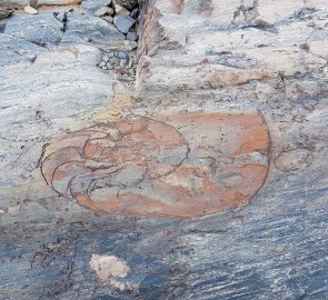 Fossils on the Grey Glacier in Patagonia, Chile