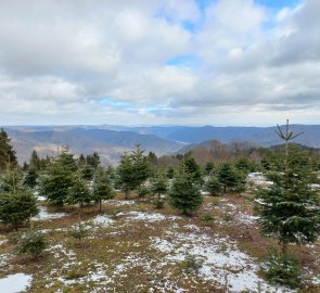 Christmas trees