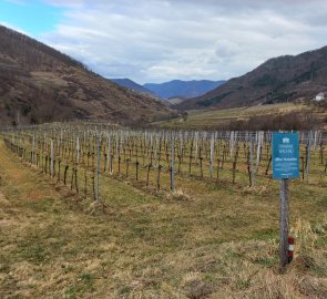 The path between the vineyards