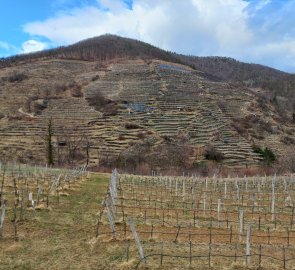 The vineyard terraces at Gut am Steg