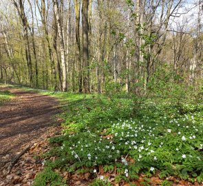 Anemone plantations in the Danube forests