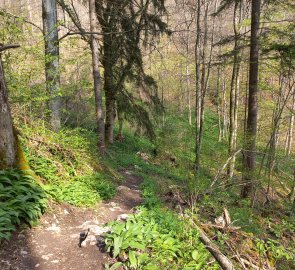 Path through the forest