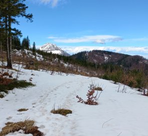 Path between low trees