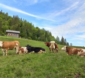 Alpská idyla na Sandlingalmu