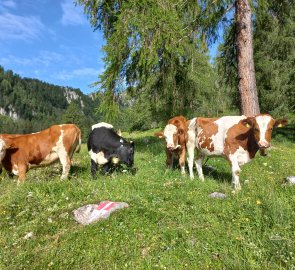 Cows over Igltalalm