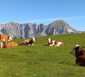 Spokojené krávy pod Tennengebirge