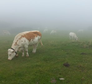 Cows in the fog