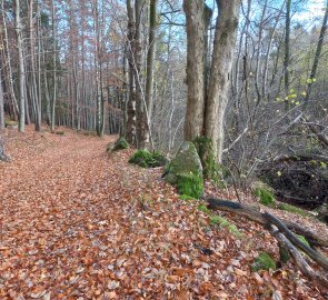 Old road from Vyšebrodský pass to Boršíkov