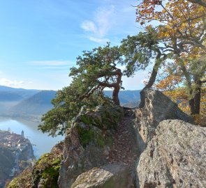 Borovice na skalách