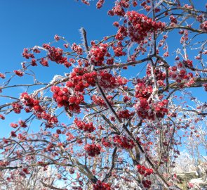 Frosted cranberries