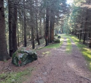 Old forest path