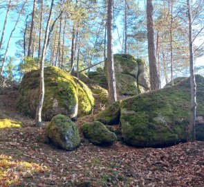 Rocks in the forest