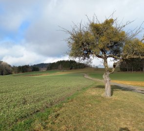 Field road to Braunberg