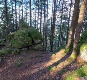 Rocks in the forest