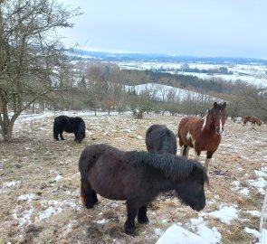 Herd of ponies