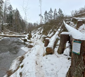 Fallen trees after bark beetle calamity