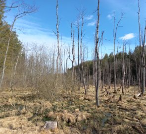 Dried trees at Novomlýnský pond