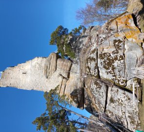 Waldviertler Stockzahn