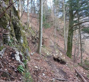 Footpath on the edge of the forest