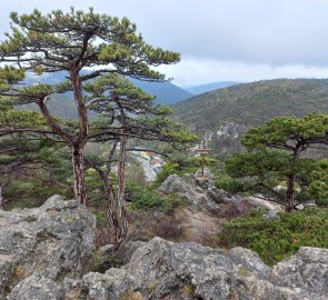 Rocks and black pines at the beginning of the road