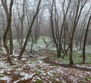 Steinweg - descent to Gumpoldkirchen