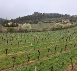 Vineyards near Gumpoldskirchen