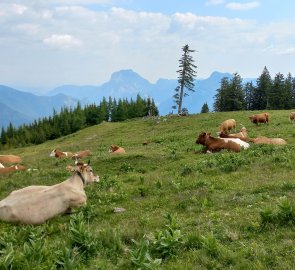 Cows on Brombergalm, Traunstein in the background