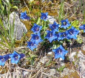 Large-flowered gentian