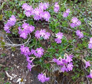 Pink primroses